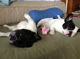 VOTE NOW! Snoring Snoozing Frenchie Contest!