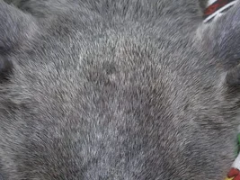 Puppy pyoderma/ demodex itchy rash help