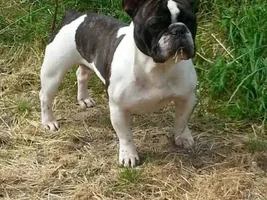 introducing my Frenchies , From the Netherlands