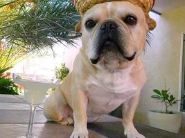 Foster dog Rocco says, "I'm not so different!"