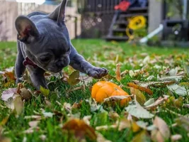 November 2013 Frenchie of the Month Contest ~ENTER HERE~