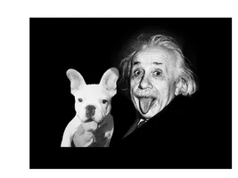 January 2014 Frenchie of the Month Contest ~ENTER HERE~