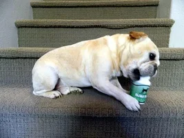 Rocco & His Prize