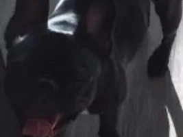 4 PAW MEMBERS!!! Please vote for your favorite Happy Frenchies!