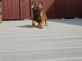 New Guy to the Hydrant