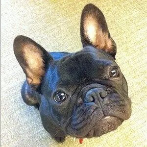 cute frenchie