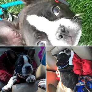 Puppy life
