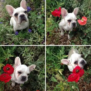 Texas Flowers & Max