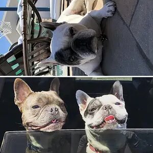 Patch & Bentley