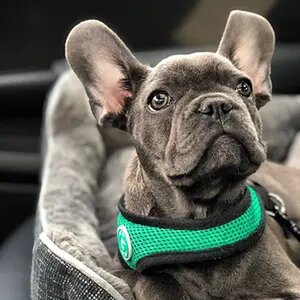 Ruben