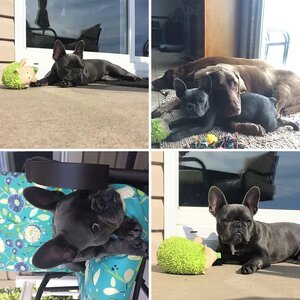 Stella