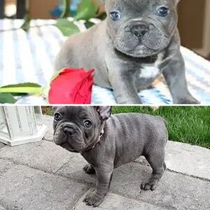IMPORTANTS OF PETS IN OUR LIFE