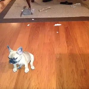 image 2--He claimed that his toy armadillo, Rudi, did it.---He doesn't look convincing.