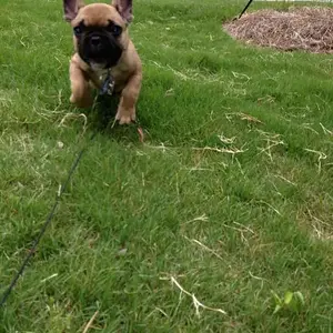 He just saved me from a giant ant. He was so proud of himself!