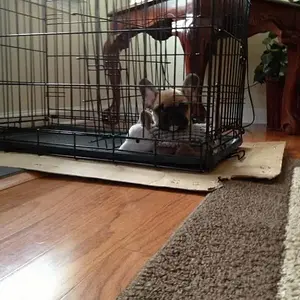 Not-liking the cage.