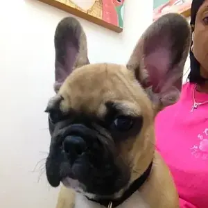 And why is the vet late??