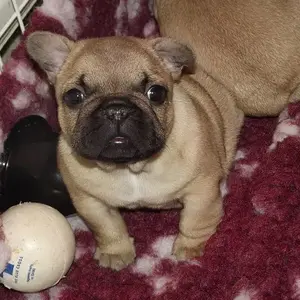 6 weeks old