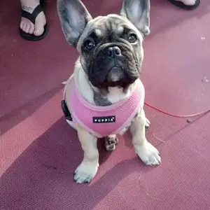 Margie girl 13 weeks old :)