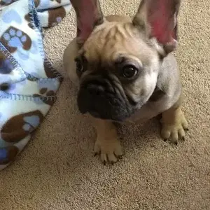 Jax 1