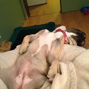 Margie in one of her many sleeping positions