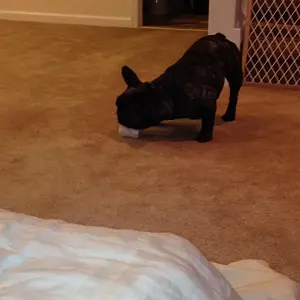 banks marrow bone 010