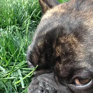 tired pups in the sun 005