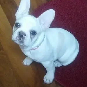 Stella at 9 months old