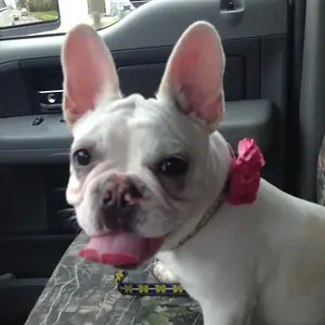 Stella going for a ride, 1.5 years