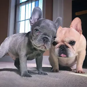 Ozzy (3 months old) and Zeva