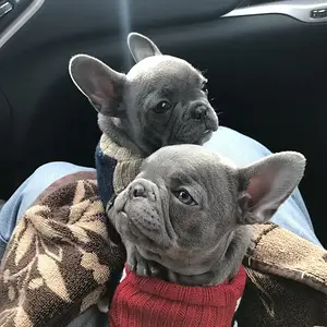 Ozzy and Moo (both 3 months old)