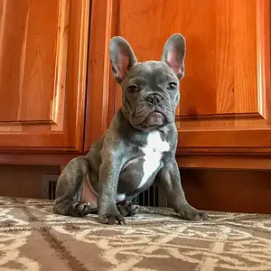 Moo - 4 Months Old