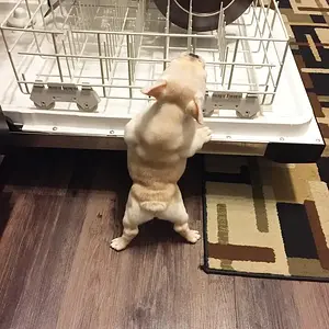 Bambi likes to help me with the dishes. Just look at that little booty ha