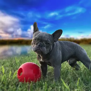 FBOzzyBall