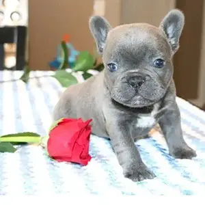 www.puppiverse.org