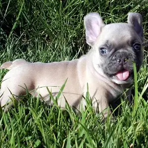 Frenchie Ollie 6.jpg