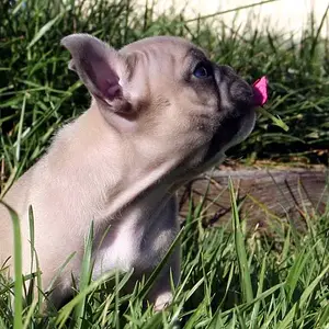 Frenchie Ollie 7.jpg