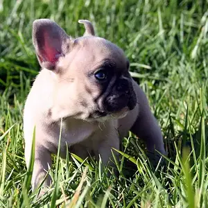 Frenchie Ollie 3.jpg