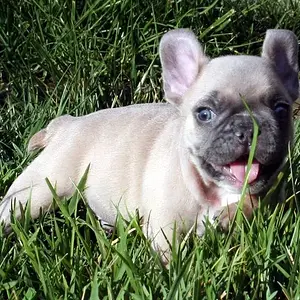 Frenchie Ollie 5.jpg