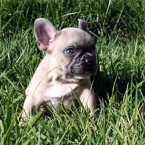 Frenchie Ollie 14.jpg