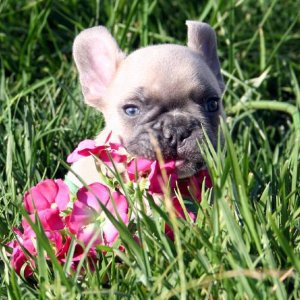 Frenchie Ollie baby pic.jpg