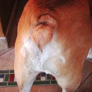 Bulldog Butts 002.JPG