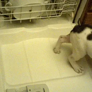 dishwasher3.2013.jpg