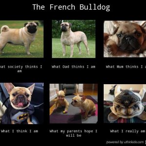the-french-bulldog-188199e888eb5834bfa15a42a0c2b1.jpg