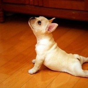 up-dog-yoga.jpg