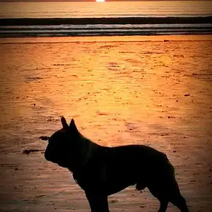 french bulldog sunset edit.jpg