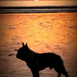 french bulldog sunset edit.jpg