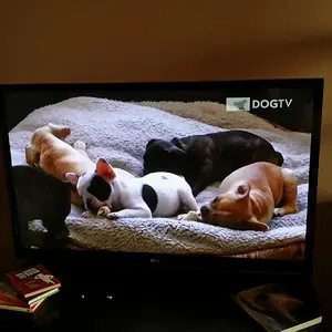 FB_DogTV.jpg