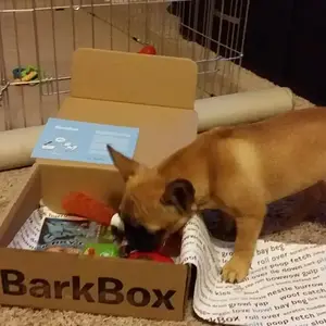 BarkBox.jpg