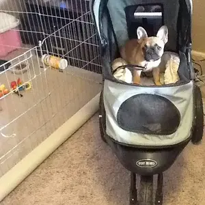 Stroller.jpg