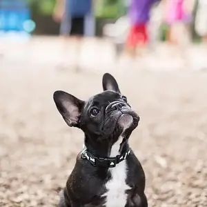 french-bulldog-meetup-minneapolis-play-group_0064.jpg